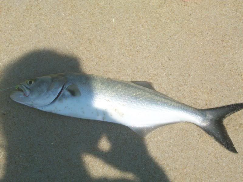 Fishing Report - Assateague Island | Tidal Fish Forum